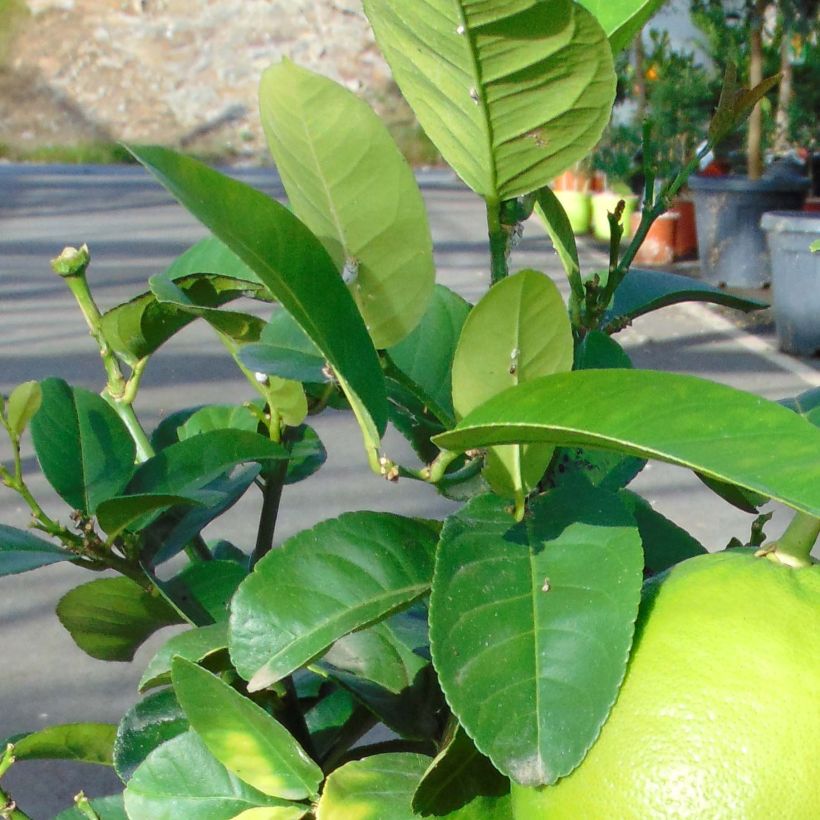 Pamplemousse (Pomelo) - Citrus (x) paradisi (Foliage)