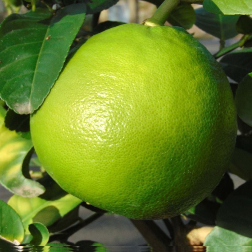 Pamplemousse (Pomelo) - Citrus (x) paradisi (Harvest)