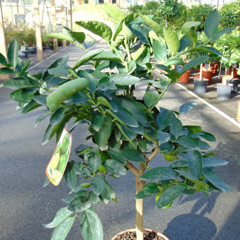 Citron vert - Citrus aurantifolia (Plant habit)