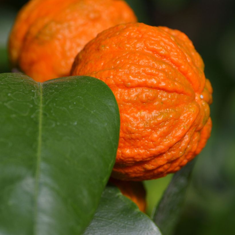 Bigaradier Bizzaria - Oranger amer (Harvest)