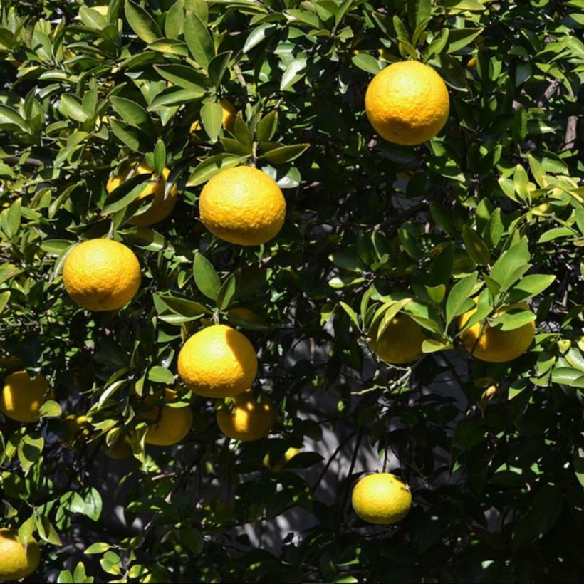 Citrus ichangensis - Ichang Papeda  (Foliage)