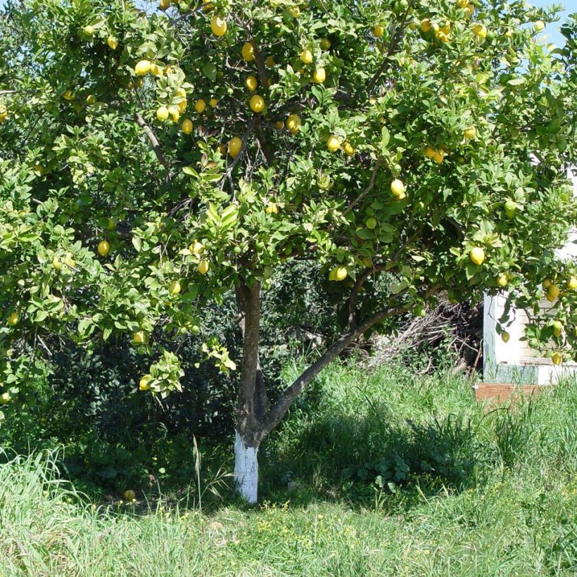 Citronnier des 4 saisons - Citrus limon (Plant habit)