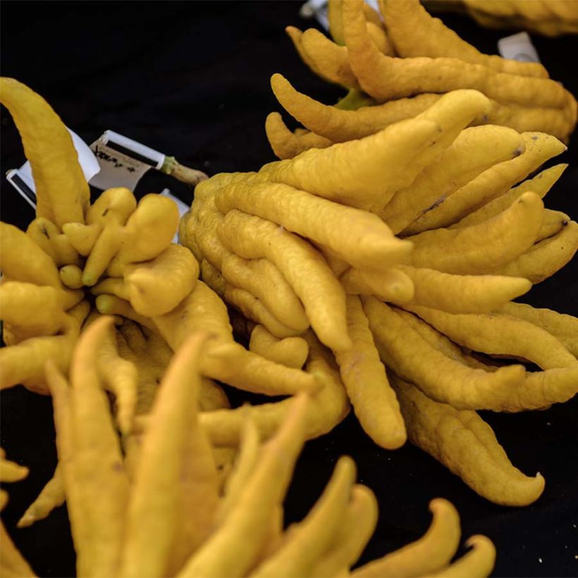 Main de Bouddha - Citrus medica var. sarcodactylis (Harvest)