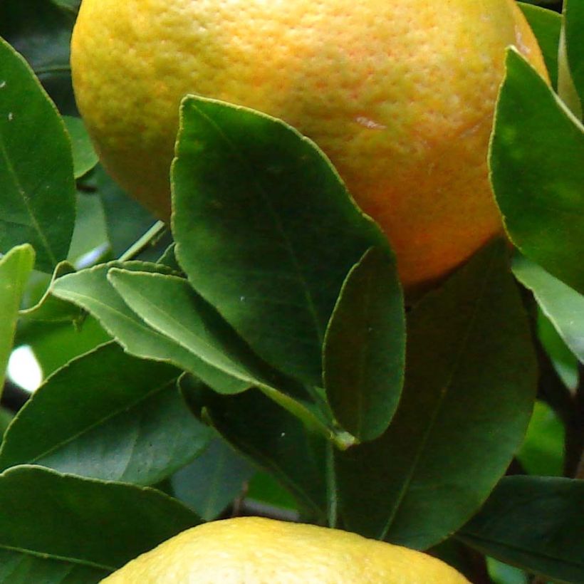 Mandarinier - Citrus reticulata Keraji (Foliage)