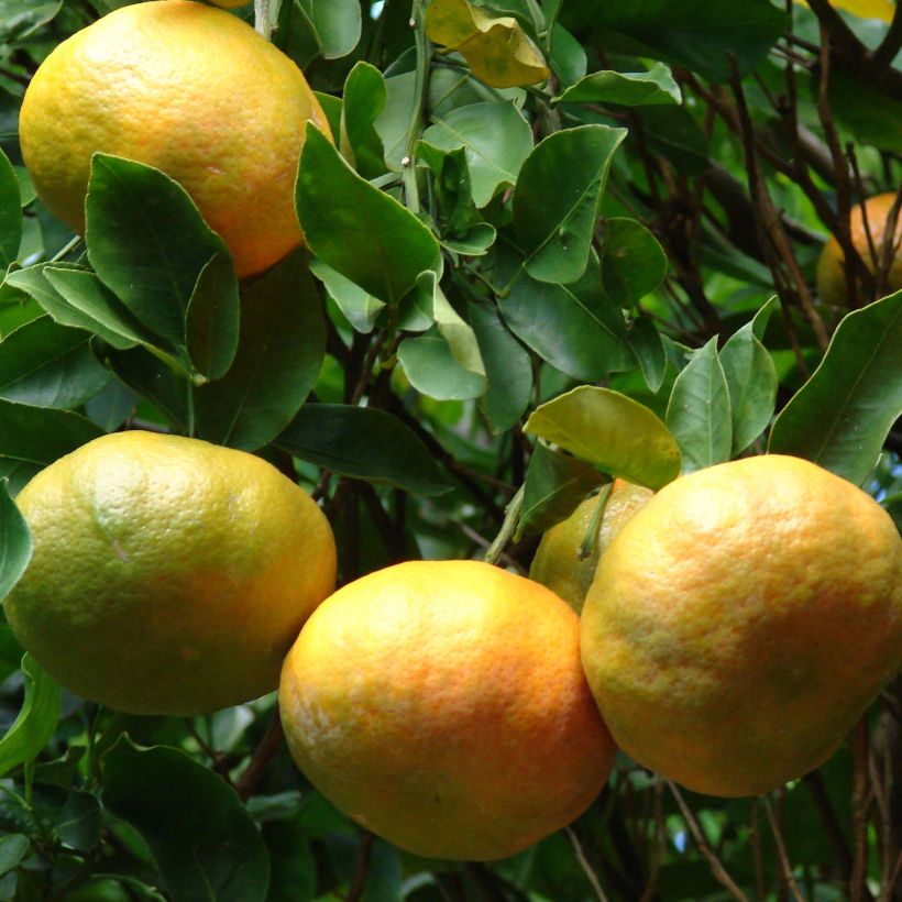 Mandarinier - Citrus reticulata Keraji (Harvest)