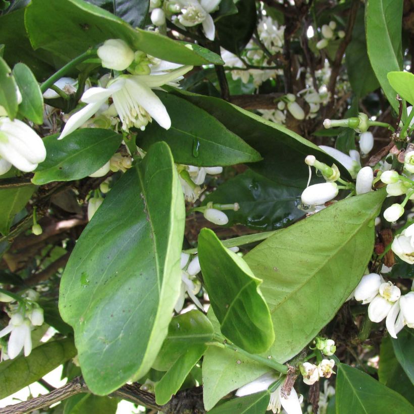 Oranger - Citrus sinensis Washington Navel  (Foliage)