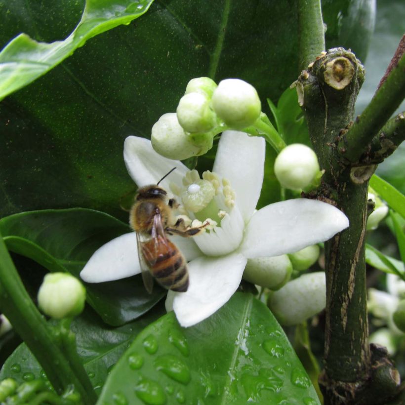 Oranger - Citrus sinensis Washington Navel  (Flowering)