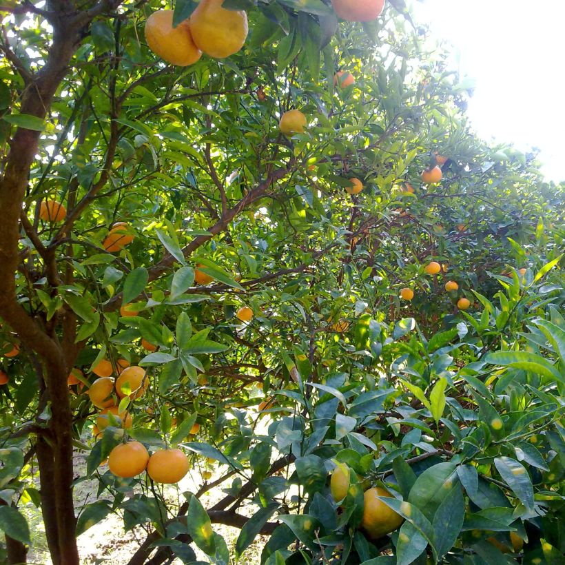Mandarinier Satsuma - Citrus unshiu (Plant habit)