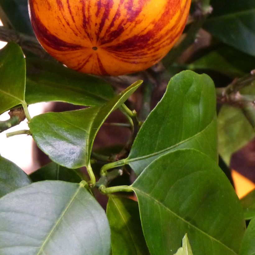 Citrus x Doppio Sanguigno - Hybride de citron Meyer et d'orange sanguine. (Foliage)