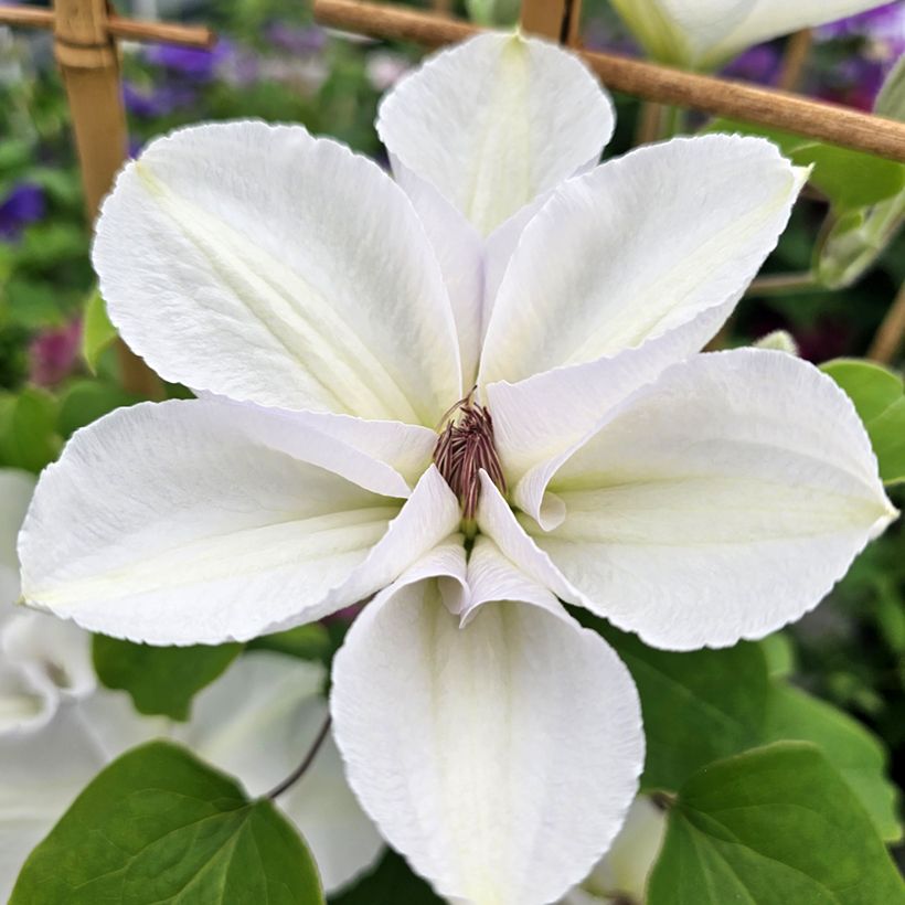 Clématite - Clematis Guernsey Flute (Flowering)