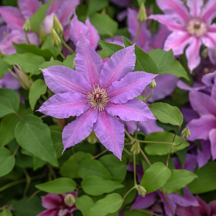 Clématite - Clematis Tumaini (Flowering)