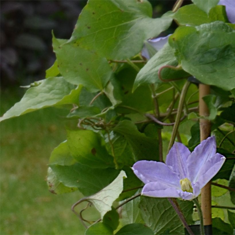 Clématite - Clematis SUCCESS Lavender (Foliage)