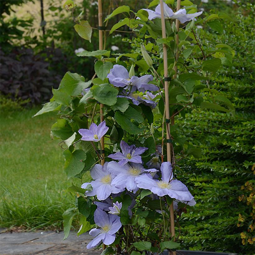 Clématite - Clematis SUCCESS Lavender (Plant habit)