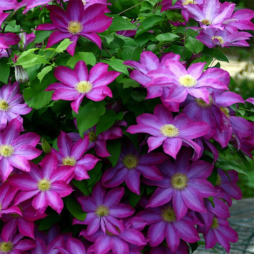 Clématite - Clematis Kakio (Pink Champagne) (Plant habit)