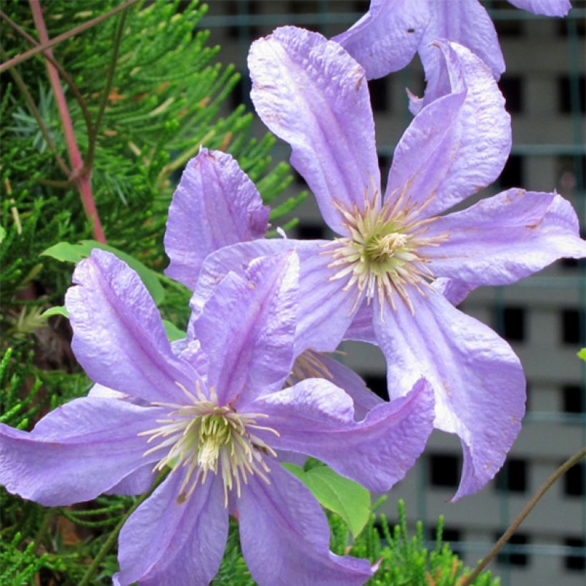 Clématite - Clematis Prince Charles (Flowering)