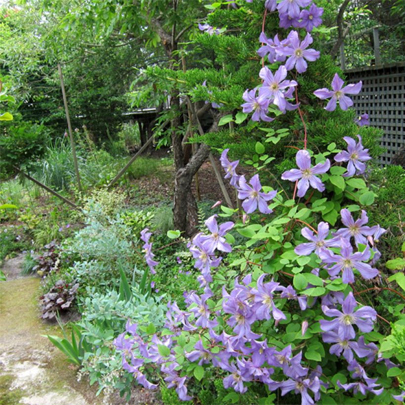 Clématite - Clematis Prince Charles (Plant habit)