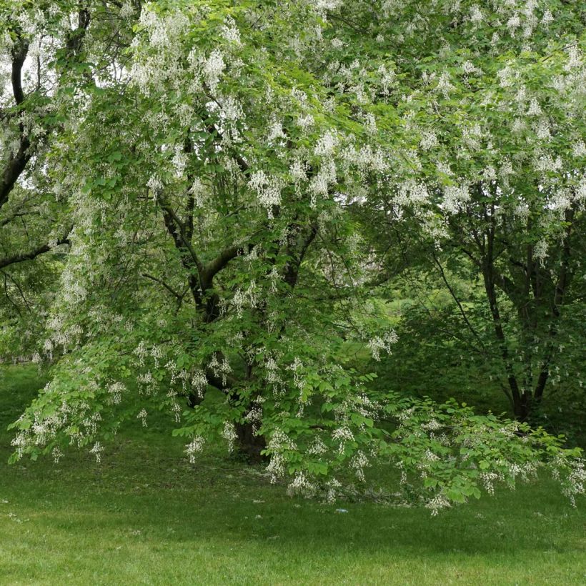 Cladrastis kentukea - Virgilier à bois jaune (Flowering)