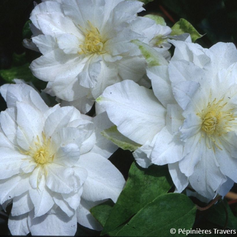 Clématite Arctic Queen (Flowering)