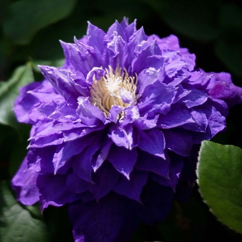 Clématite - Clematis Beauty Of Worcester (Flowering)