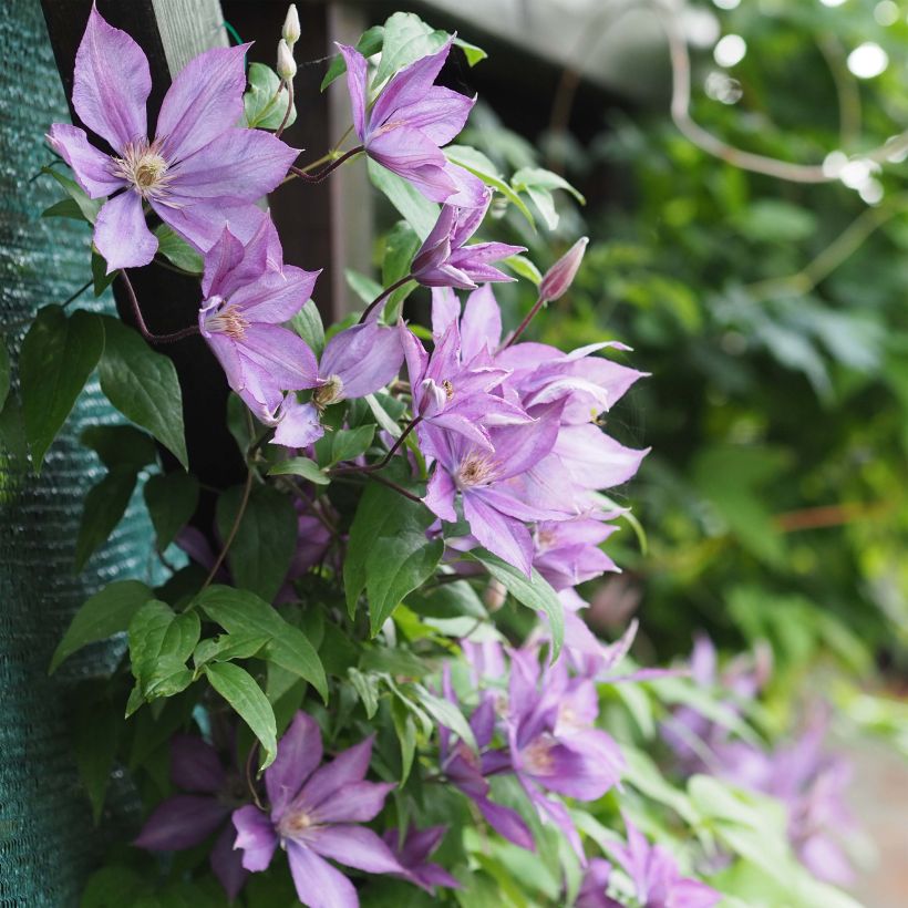 Clématite - Clematis Dorothy Walton (Flowering)