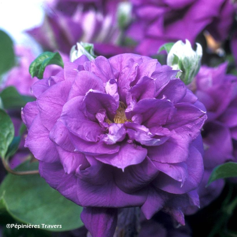 Clématite - Clematis Franziska Marie (Flowering)