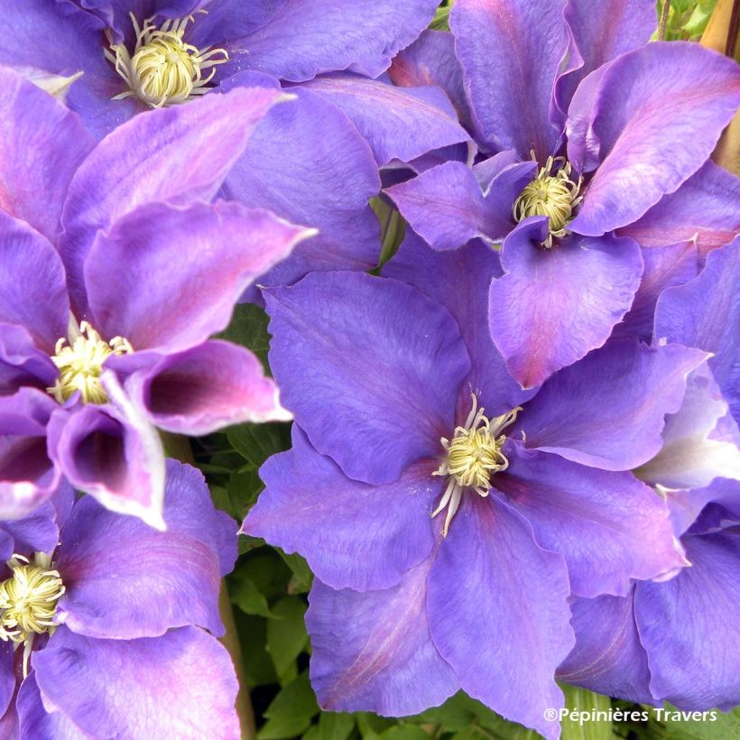 Clématite - Clematis H. F. Young (Flowering)