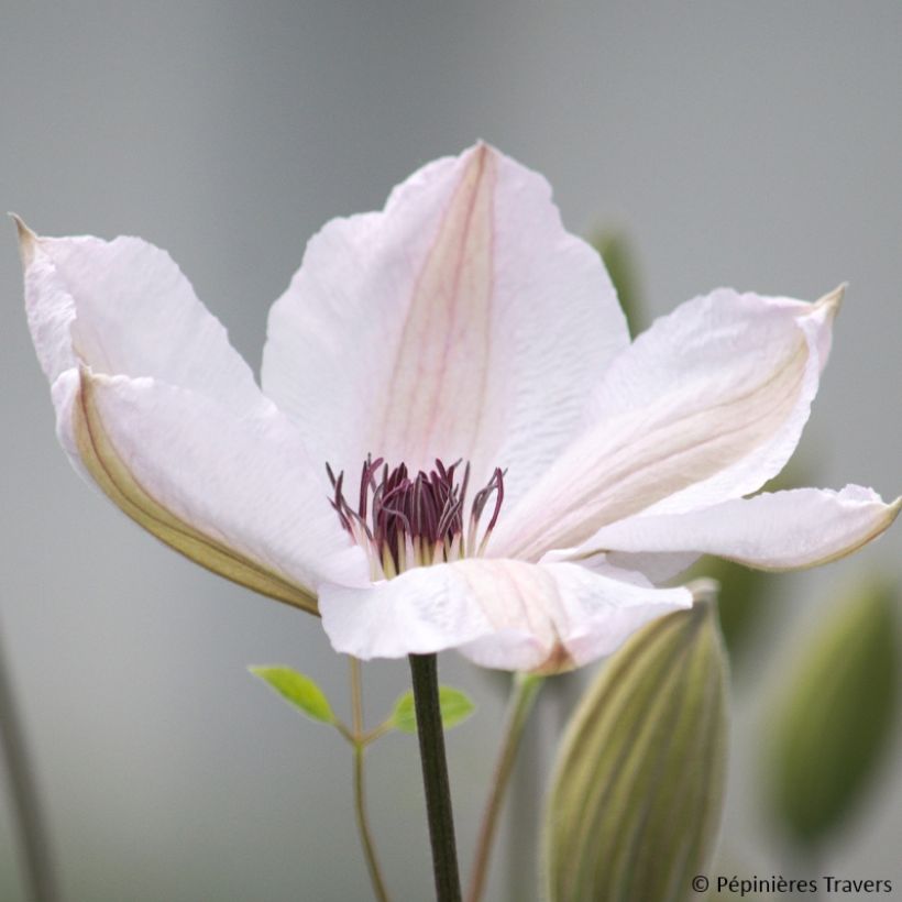 Clématite - Clematis John Paul II (Jean Paul II) (Flowering)