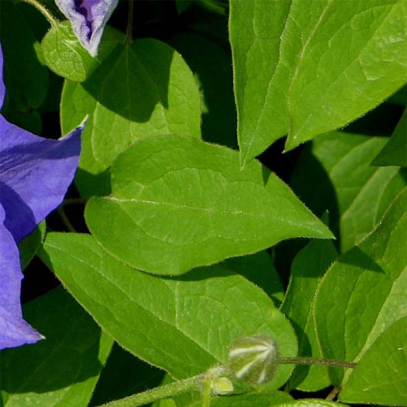 Clématite - Clematis Kingfisher (Foliage)