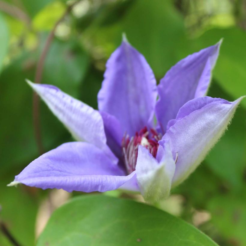 Clématite - Clematis Lawsoniana (Flowering)