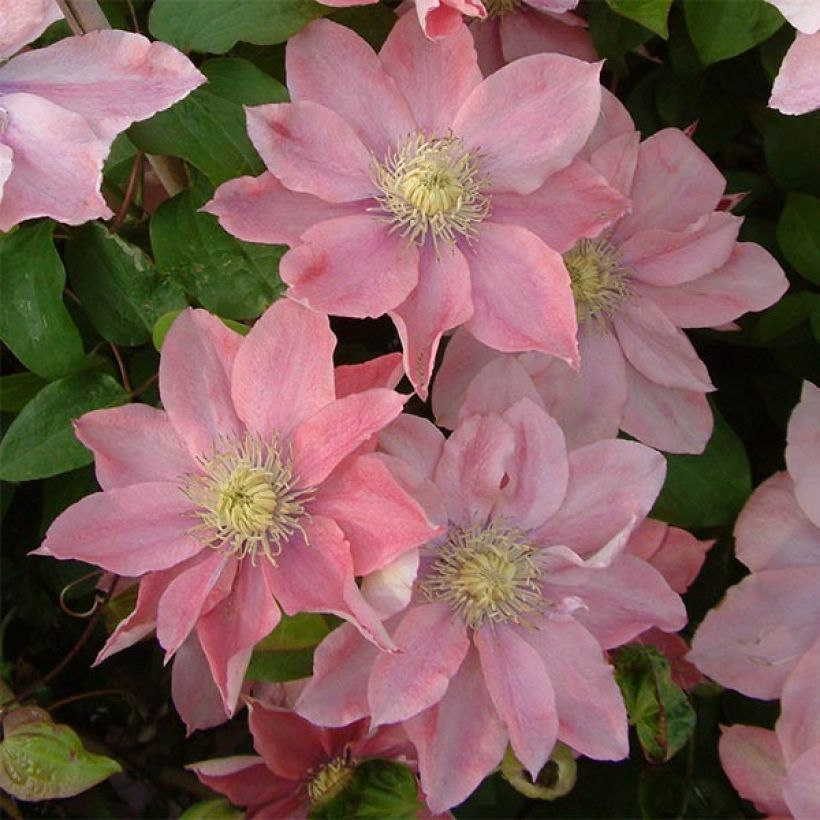 Clématite - Clematis Little Mermaid (Flowering)