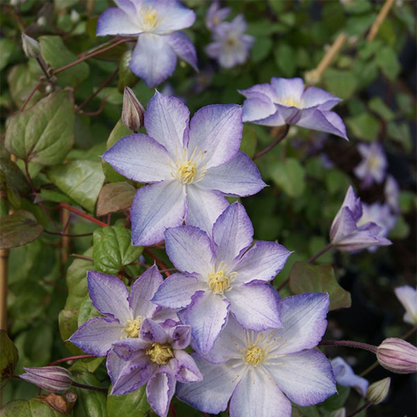 Clématite - Clematis Lucky Charm (Plant habit)