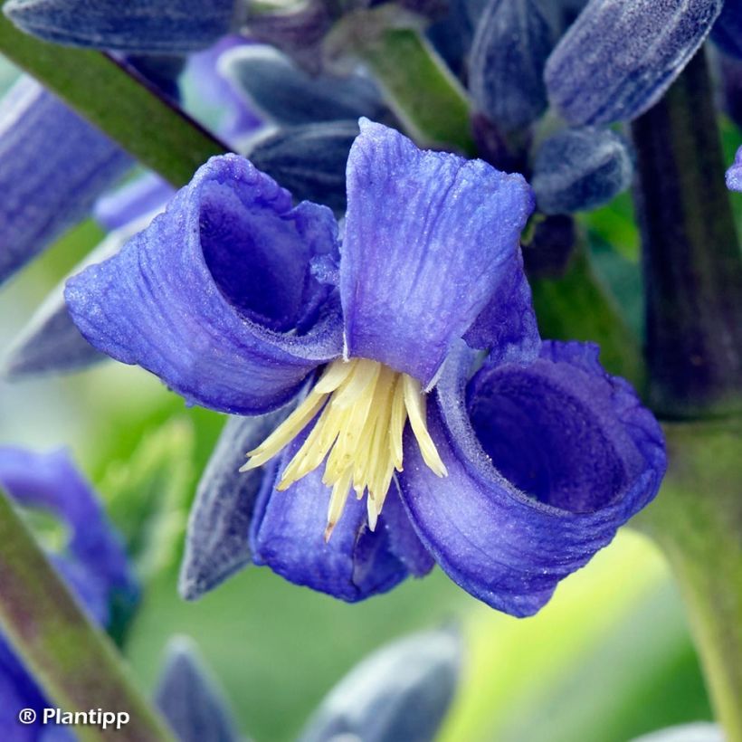Clématite - Clematis New Love (Flowering)