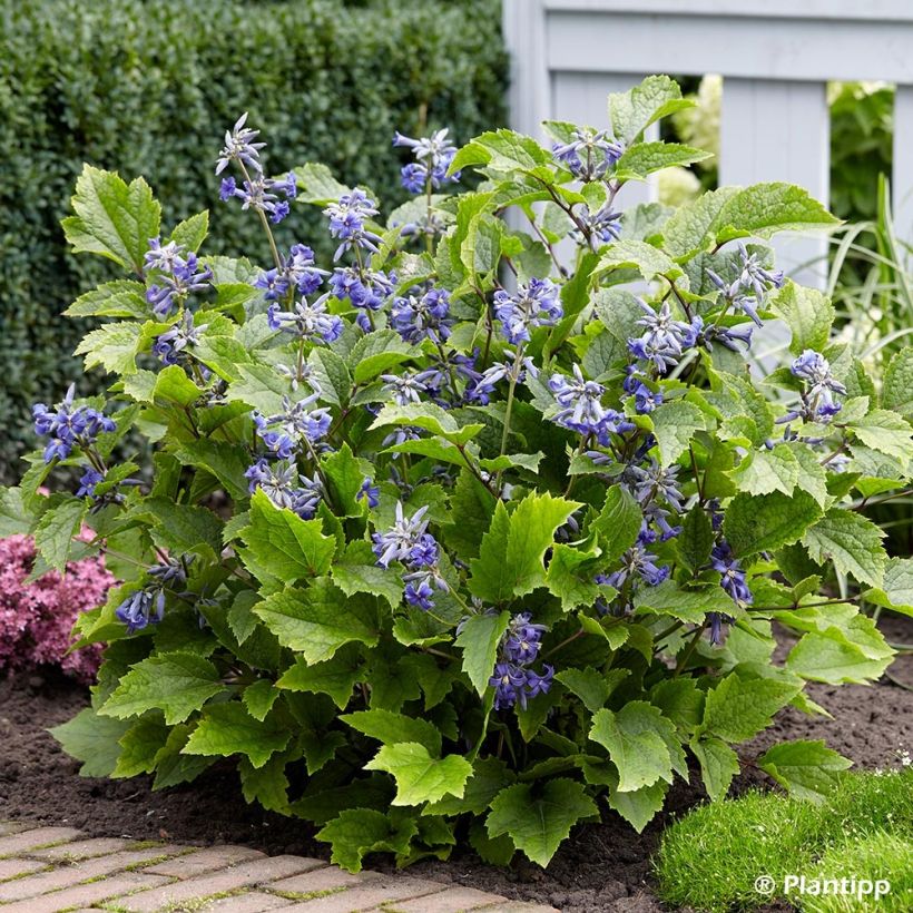 Clématite - Clematis New Love (Plant habit)