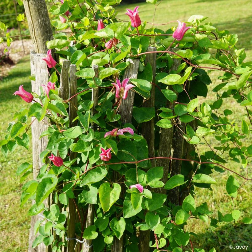 Clématite - Clematis texensis Notre-Dame de Paris (Plant habit)