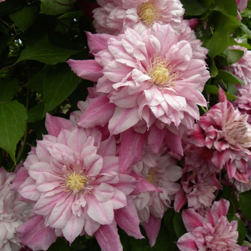 Clématite - Clematis Patricia Ann Fretwell  (Flowering)