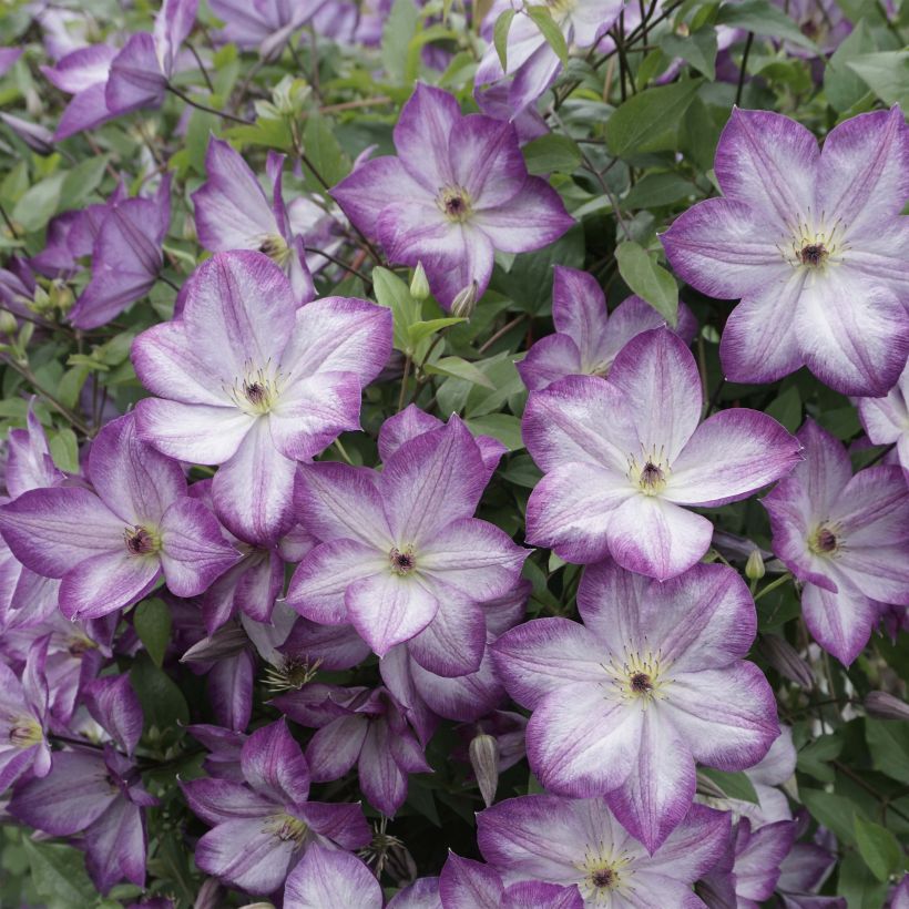 Clématite -Clematis Pernille (Flowering)