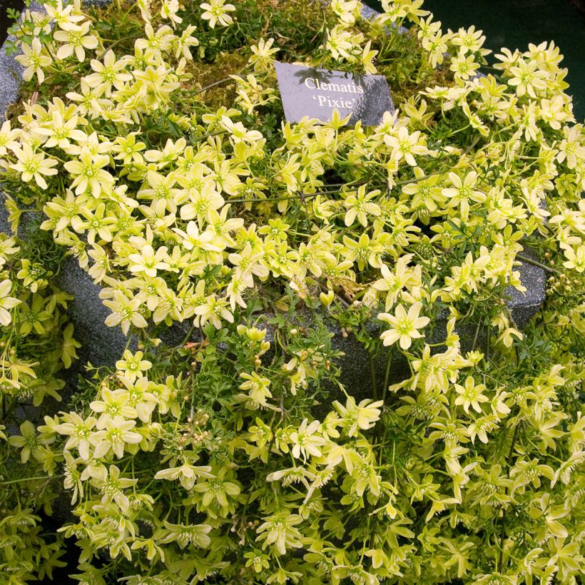 Clématite - Clematis Pixie (Plant habit)