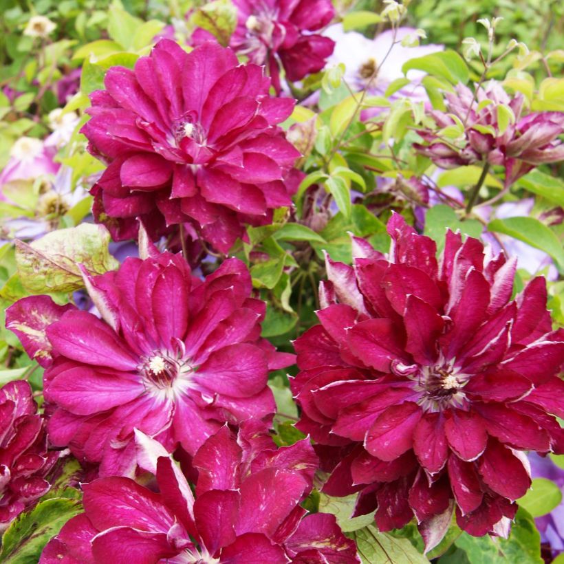 Clématite - Clematis Red Passion (Flowering)