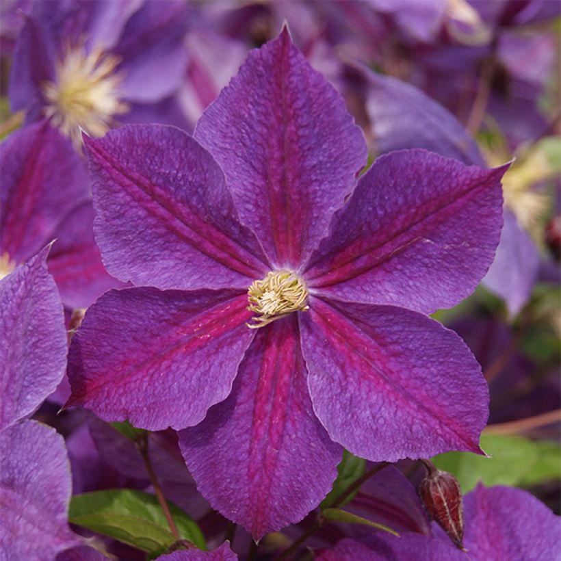 Clématite - Clematis Star of India (Flowering)