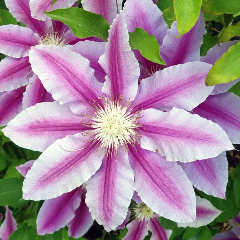 Clématite - Clematis Sugar Candy (Flowering)