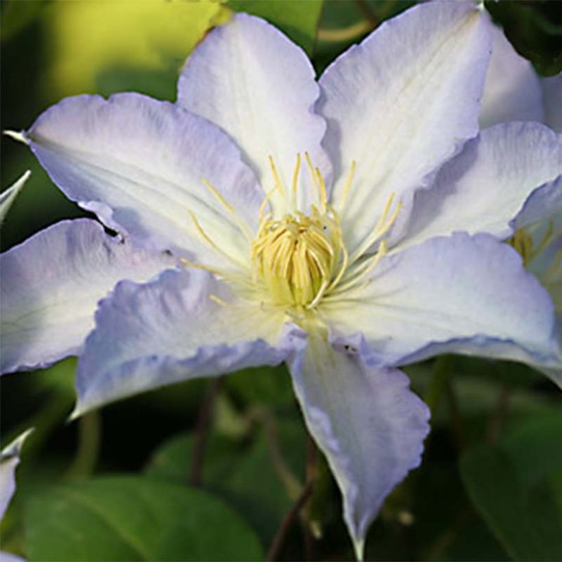 Clématite - Clematis Thyrislund (Flowering)