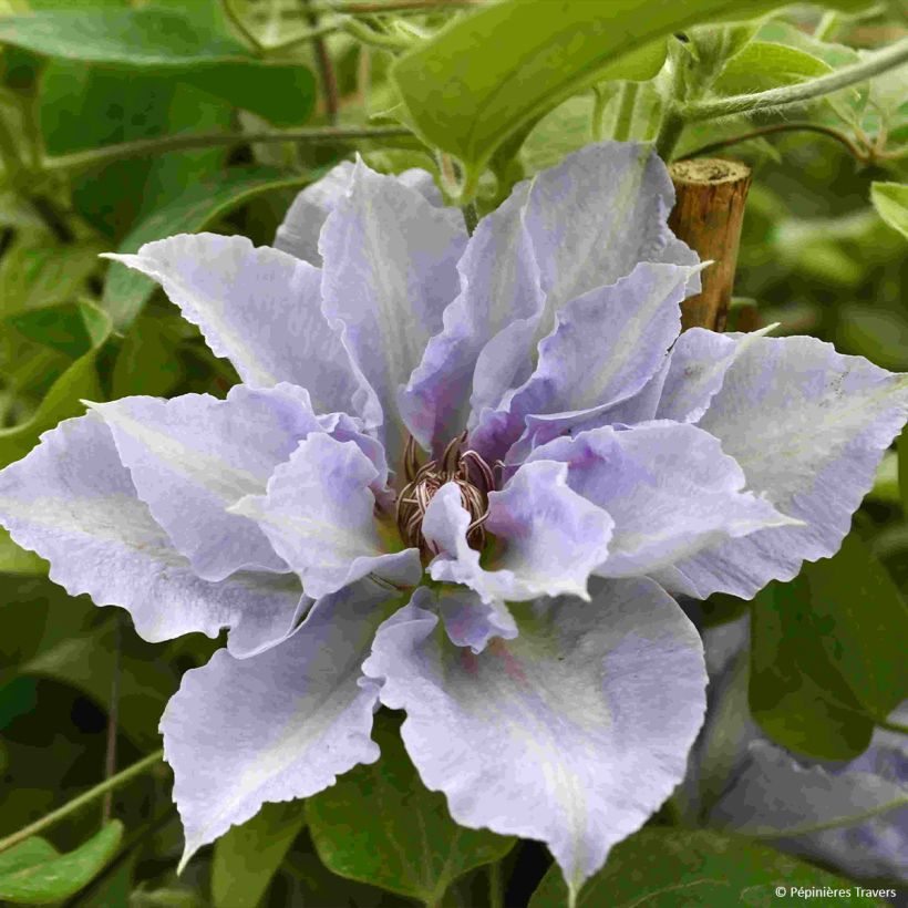 Clématite Tranquilite (Flowering)