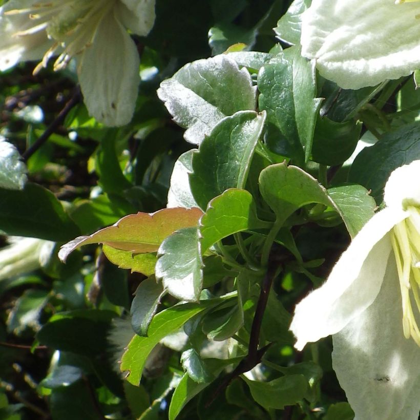 Clématite cirrhosa Wisley Cream (Foliage)