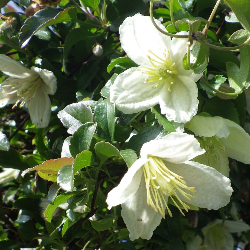 Clématite cirrhosa Wisley Cream (Flowering)
