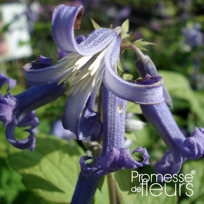 Clematis heracleifolia Côte d'Azur 2/3L (Flowering)