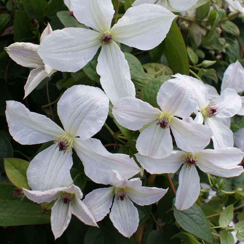 Clématite - Clematis Glorious White (Flowering)
