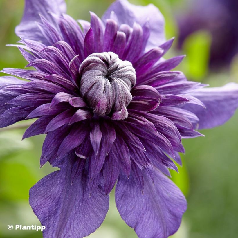 Clématite - Clematis Kokonoe (Flowering)