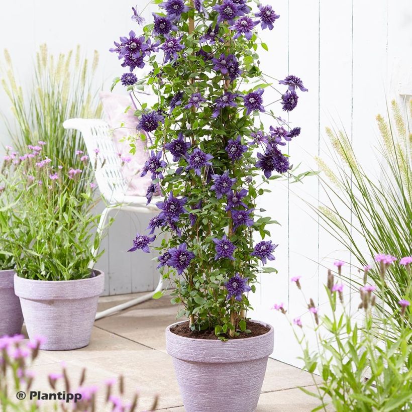 Clématite - Clematis Kokonoe (Plant habit)