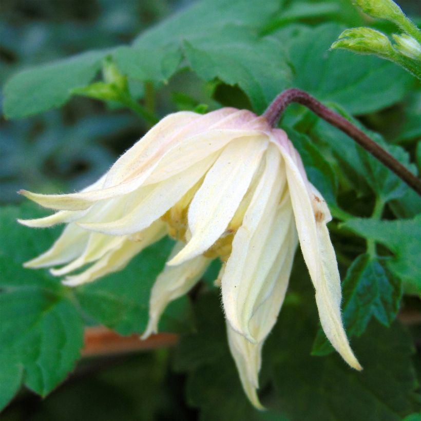 Clématite - Clematis koreana Amber (Flowering)