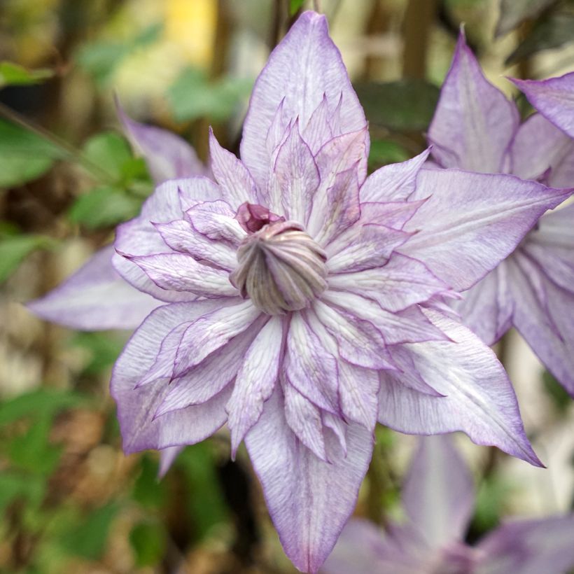 Clématite - Clematis Lady Kyoko (Flowering)